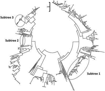 Detecting the Diversity of Mycoplasma and <mark class="highlighted">Ureaplasma</mark> Endosymbionts Hosted by Trichomonas vaginalis Isolates